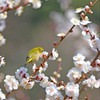 梅の花咲く頃　2