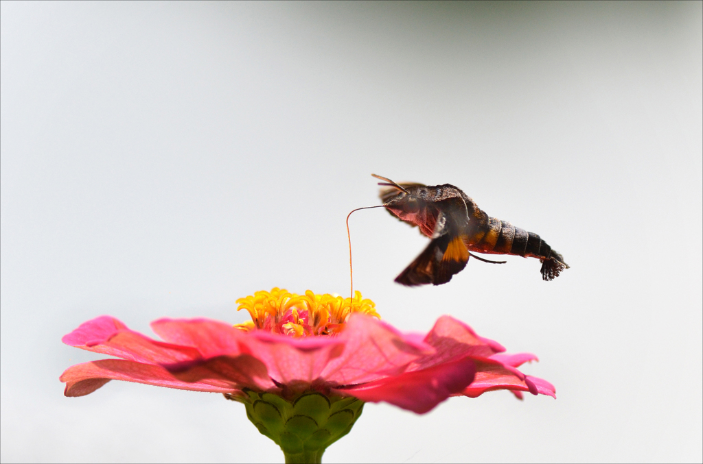 hovering