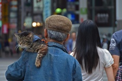 猫と散歩する人