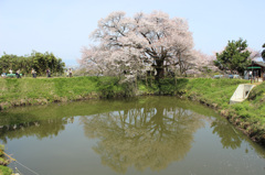 浅井の一本桜2