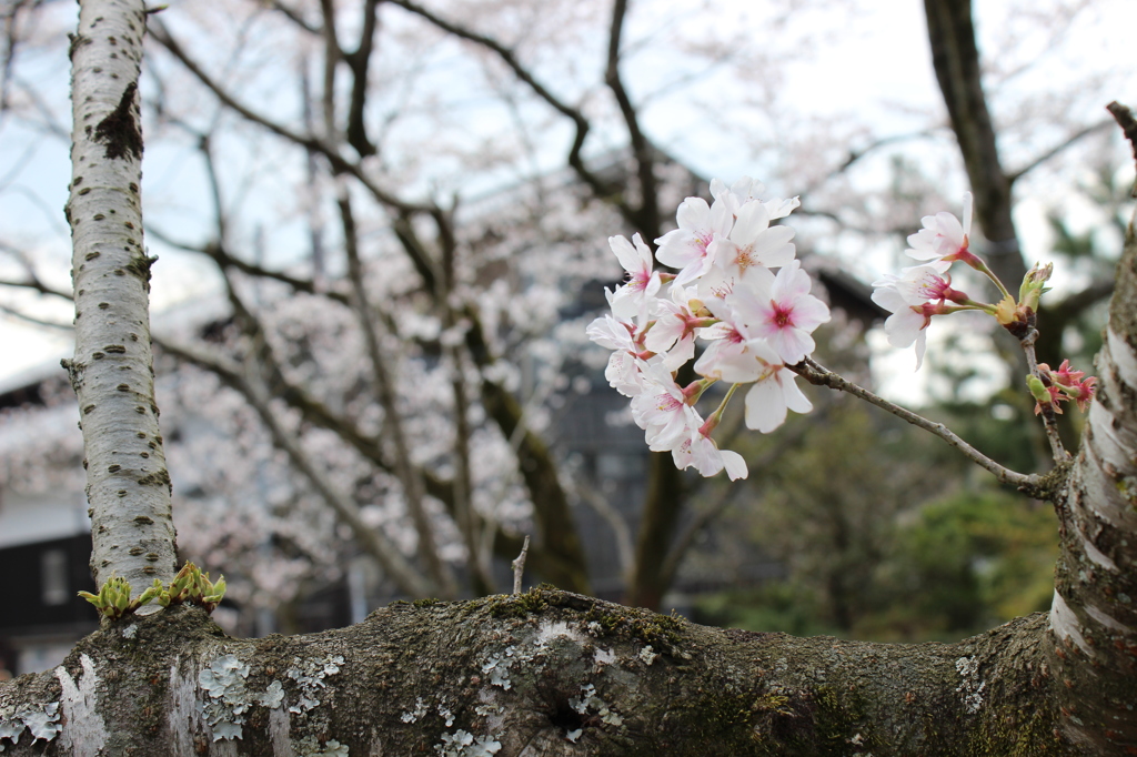 sakura2