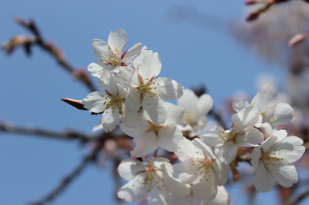山桜1