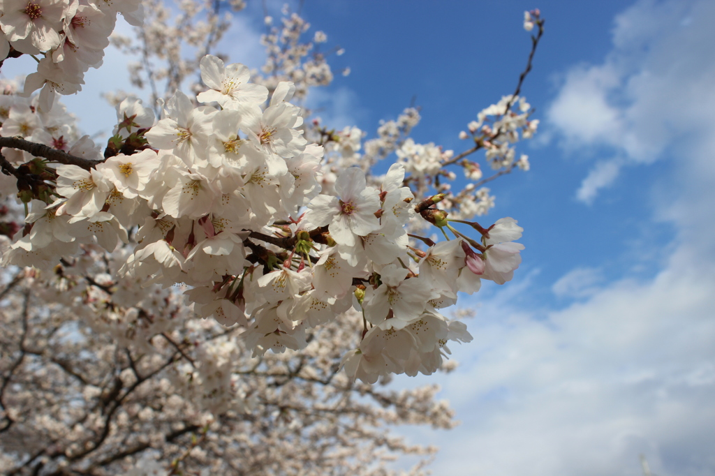 sakura6