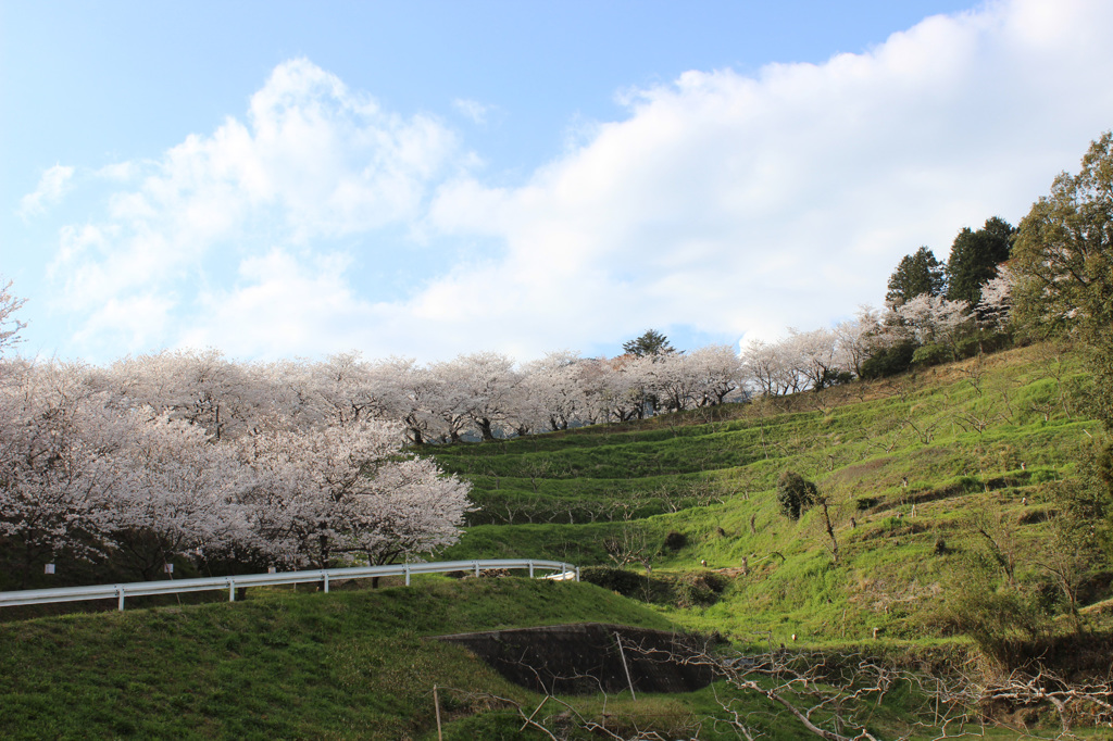 sakura8