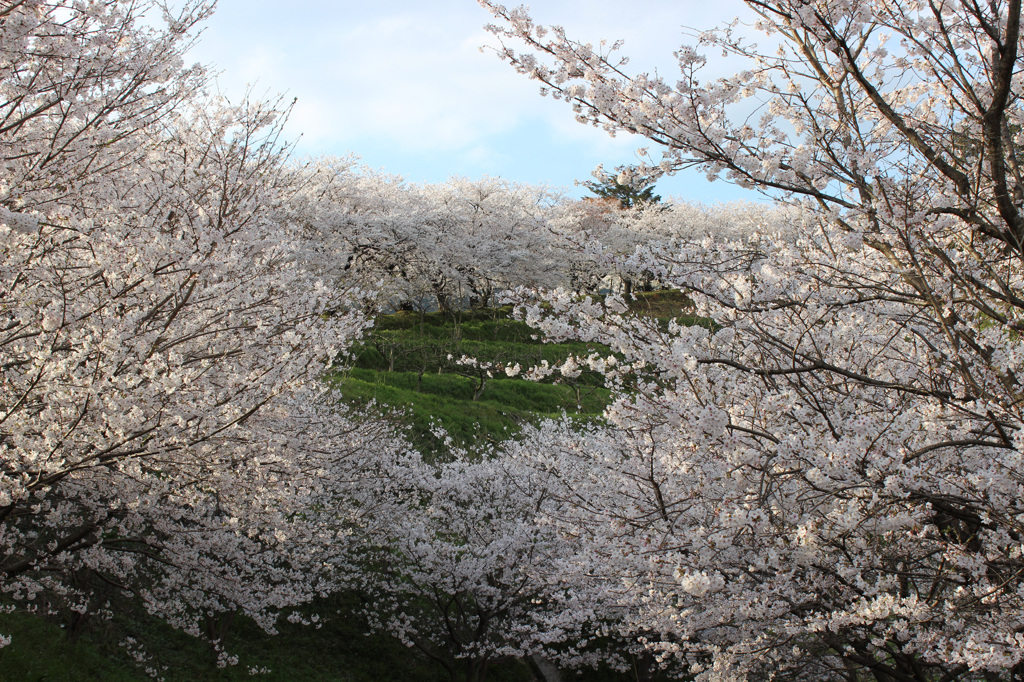 sakura9