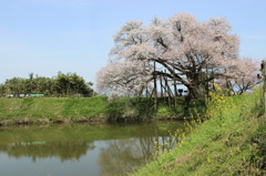 浅井の一本桜１