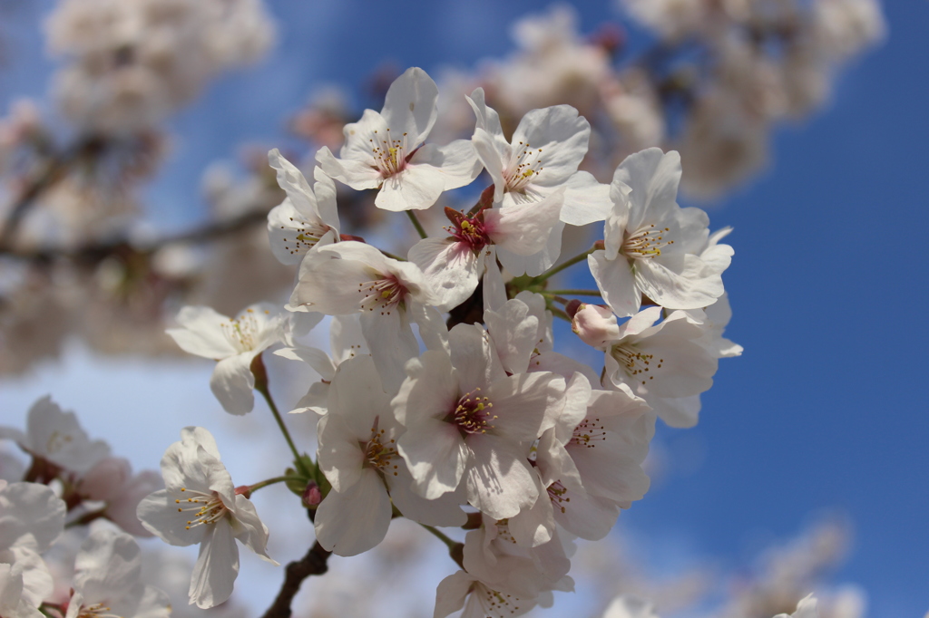 sakura7