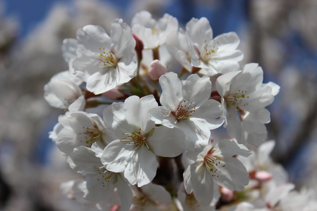 sakura4