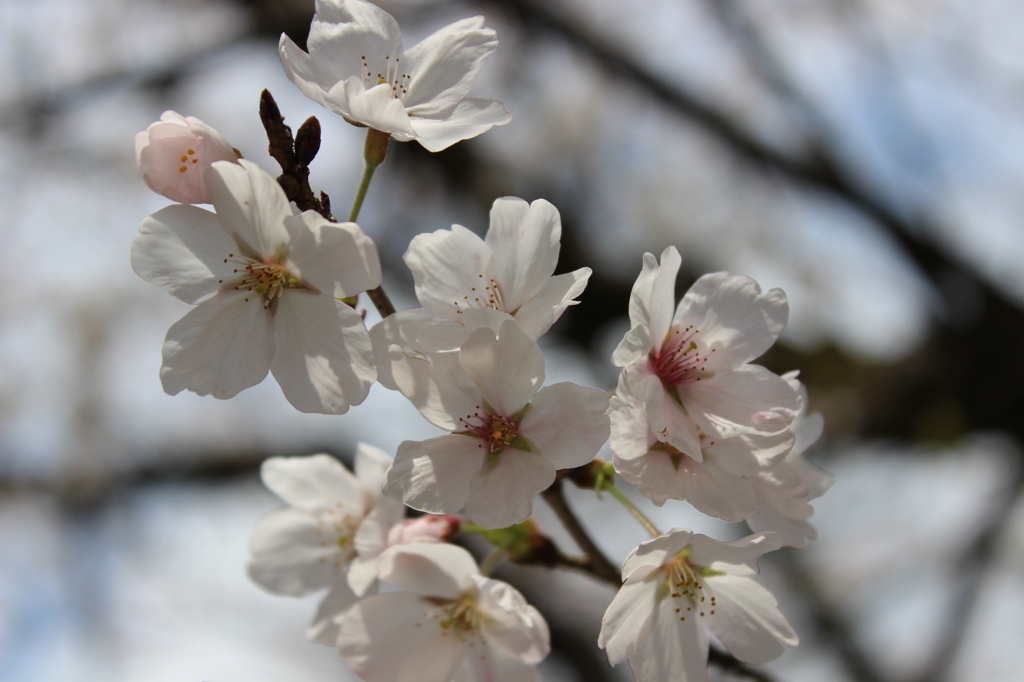 sakura1