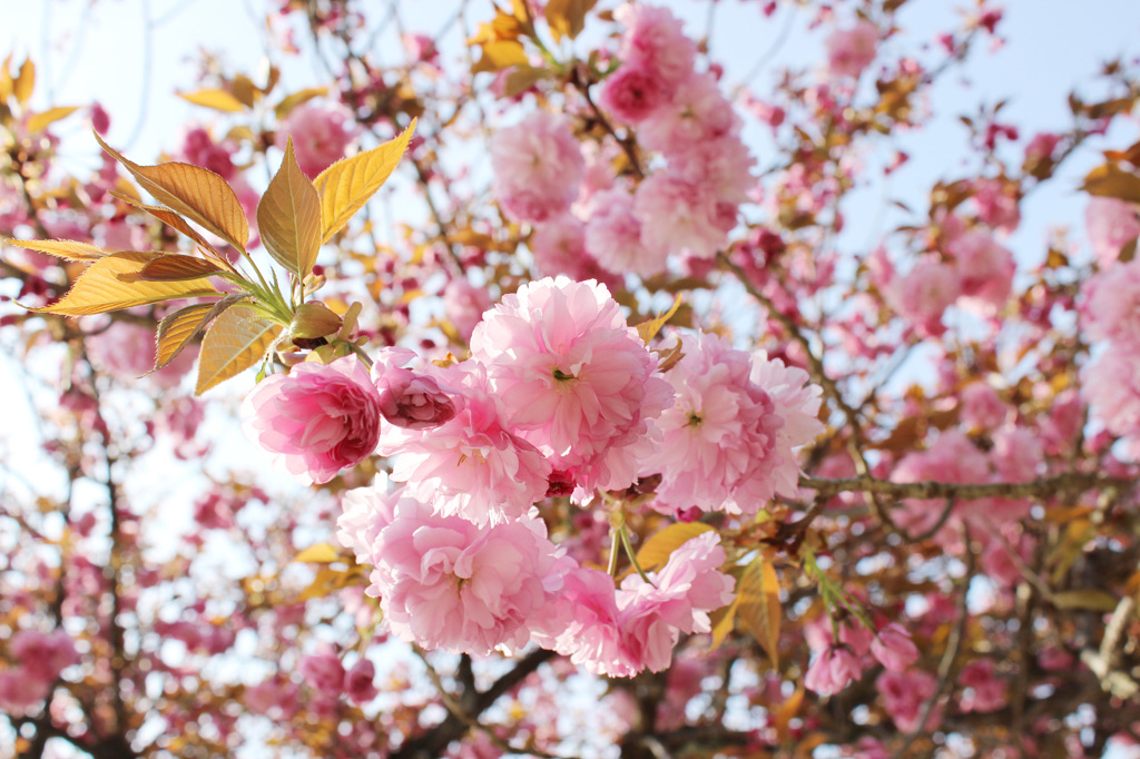 八重桜
