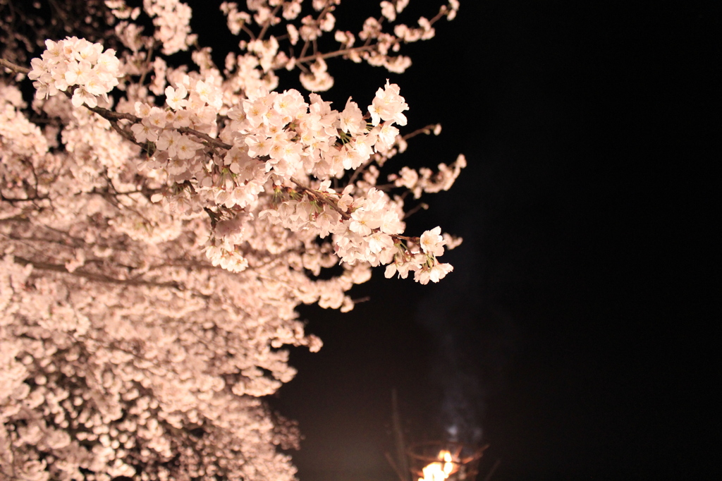 夜桜①