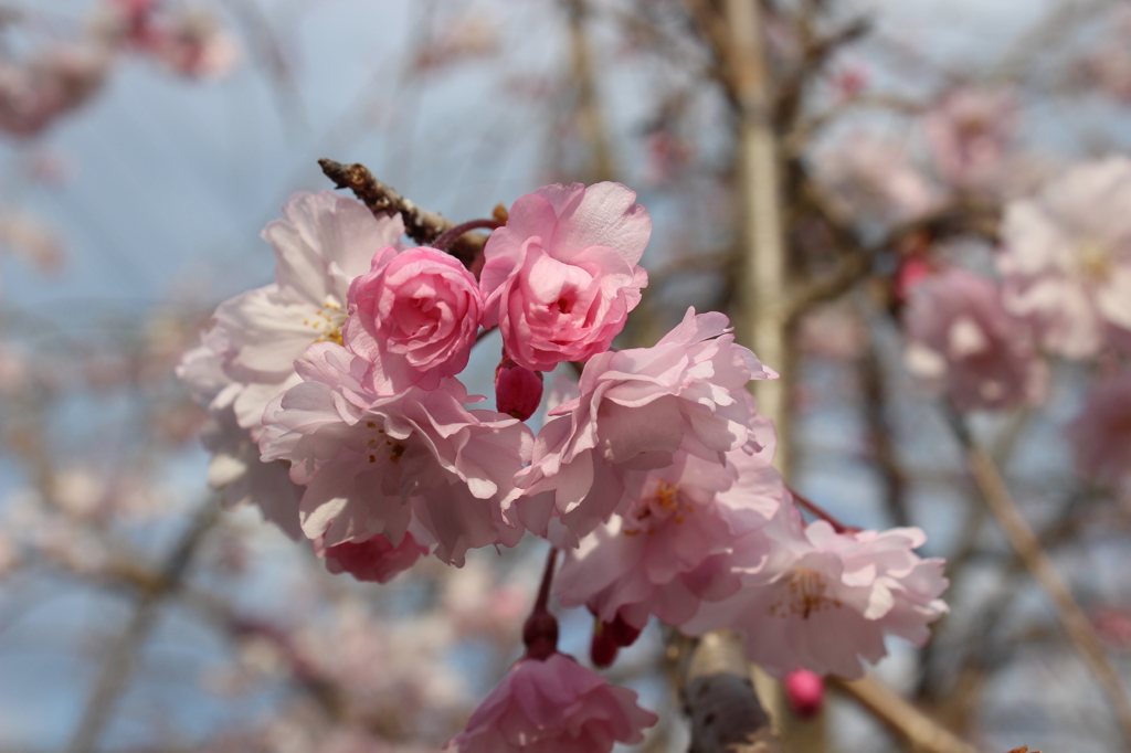 sakura5
