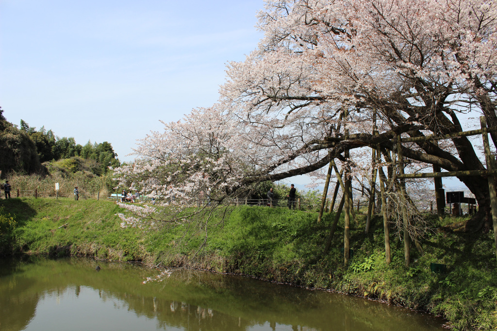 浅井の一本桜3