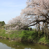 浅井の一本桜3