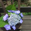 紫陽花（４）