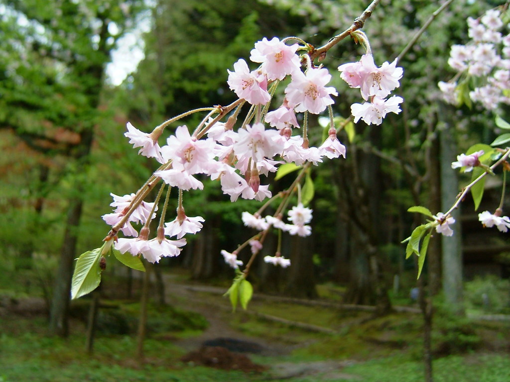 桜。