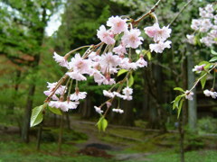 桜。