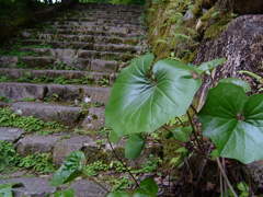 階段（１）