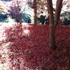 紅葉３