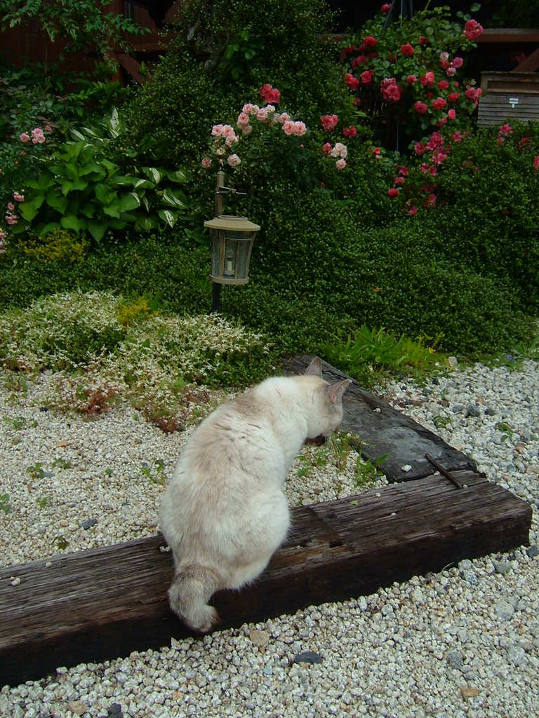 猫とバラ。