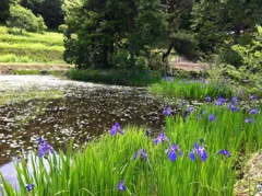 池の花３