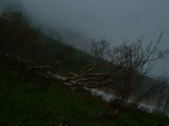 荒野