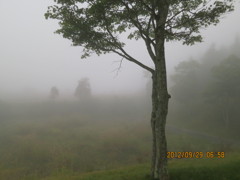 霧の中の木立。