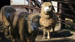 羊が３匹
