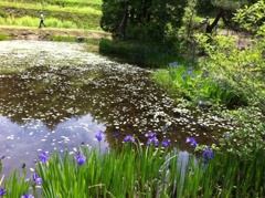 池の花１