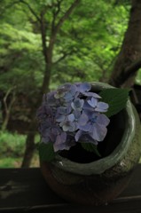紫陽花（１）
