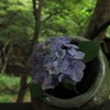 紫陽花（１）