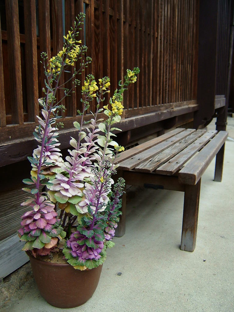 軒先の花。