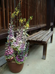 軒先の花。