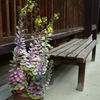 軒先の花。