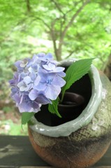 紫陽花（５）