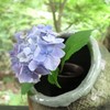 紫陽花（５）
