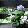紫陽花（２）