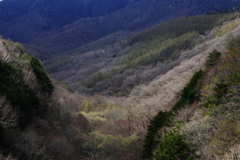 春よ来い
