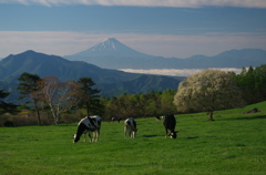 牧場の春