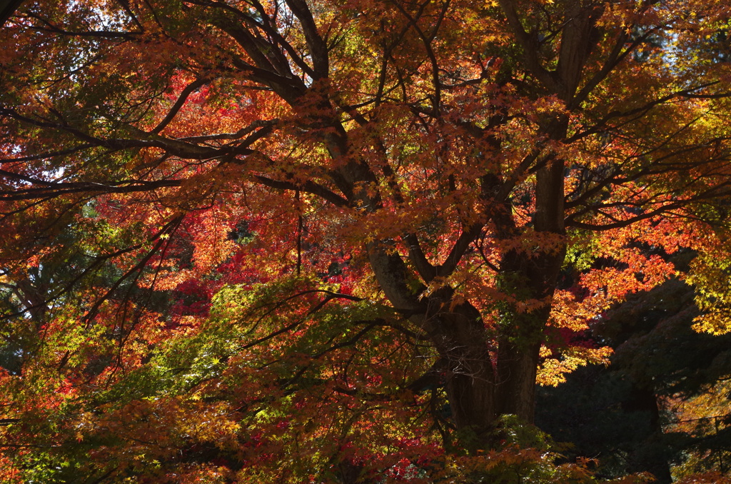 紅葉２