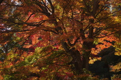 紅葉２