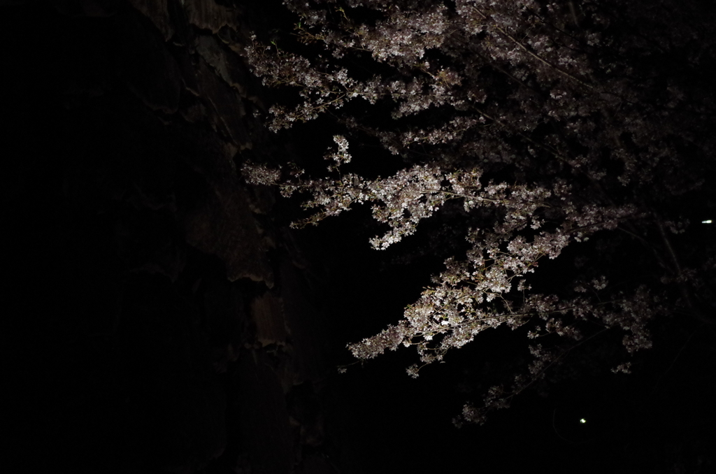 夜桜