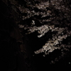 夜桜