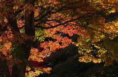 紅葉１