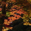 紅葉１