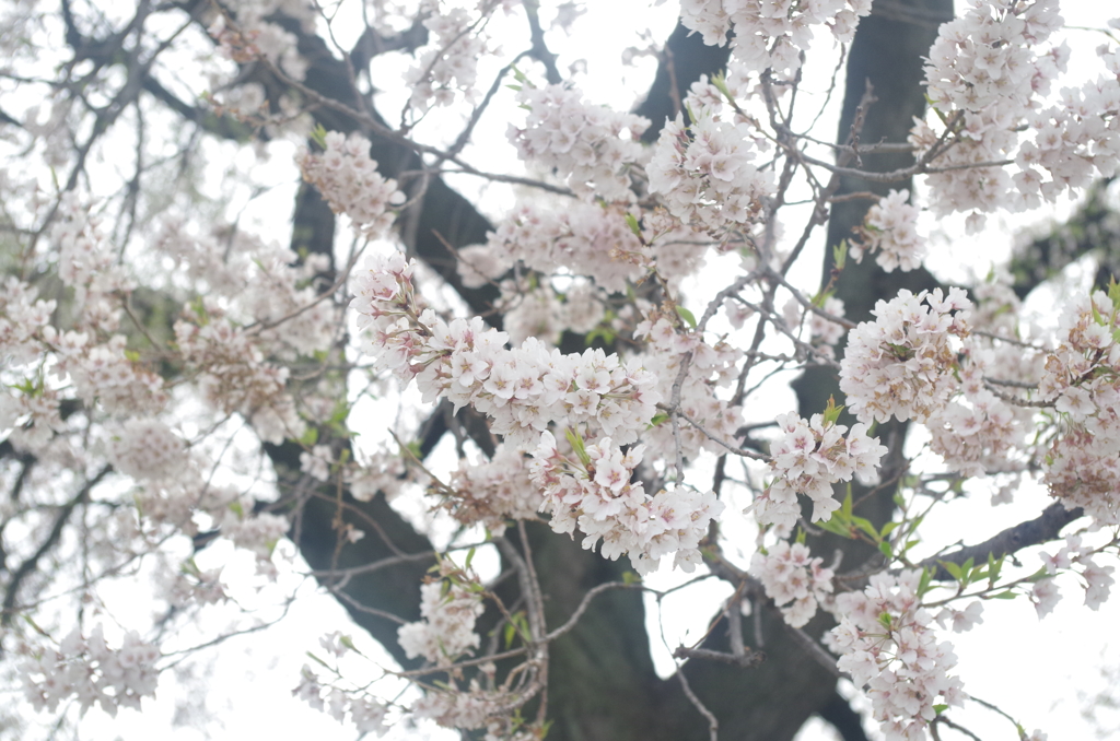 光のなかで
