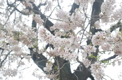 光のなかで