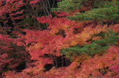 紅葉