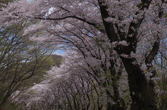 桜並木