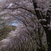 桜並木